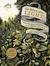 The Return of the Light: Twelve Tales from Around the World for the Winter Solstice (Paperback)