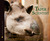 The Tapir Scientist: Saving...