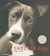 Shelter Dogs (Paperback)