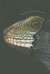 Lizard Love
