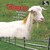 Goats: Nannies, Billies, an...