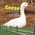 Geese: Geese, Ganders, And ...