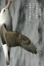 Glimpses of Creatures in Th...