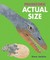 Prehistoric Actual Size (Hardcover)
