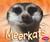 Meerkats (African Animals)