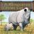 A Rhinoceros Grows Up