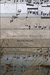 Companion Grasses by Brian Teare Companion Grasses by Brian Teare