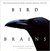 Bird Brains: The intelligence of crows, ravens, magpies, and jays (Hardcover)