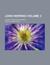 John Herring (Volume 2); A ...