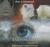 Endangered: A Zoo Mystery (Audio CD)
