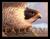 Falcon (ebook)