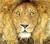 The Lion and the Mouse. Jerry Pinkney (Paperback)