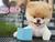 Boo: The Life of the World's Cutest Dog