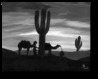 The Desert Cold The Desert Cold