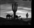 The Desert Cold
