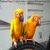 Feathered Frenzy! A Quick G...
