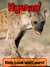 Hyenas! Learn About Hyenas and Enjoy Colorful Pictures - Look and Learn! (50+ Photos of Hyenas)