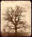 Genealogy