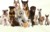 Dogs