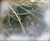 :> bird blog <: