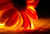 Fire Petal Book Club