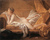 Historical Erotic Romance