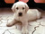 Dog lovers for girls 8-18