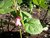Boston Urban Gardening Book Group