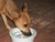"On the Loose" Stray and Abandoned Animals (FPMSA PROJECT CITIZEN) Raising Awareness