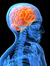 The Brain and Mind