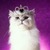 ♥♣Cats are the Royal Rulers♠♦