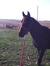 Role-play: All Things Horse!!