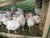 Farm Belles Book Club