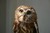 Owl always love you :P