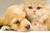 Stop Animal Cruelty