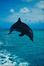 Sea Creatures