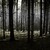 The Supernatural Forest