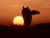 ±Wo£v€s o₣ th€ R€d Suns€t±