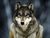 life of a wolf