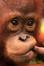 Save the Orangutan