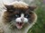 Warrior Cats Fan Group