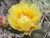Cactus Flower Book Club