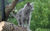 Warrior cats rpg