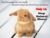 SAY NO TO ANIMAL ABUSE