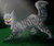 Warrior Cats