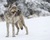 Wolves of great (rp)
