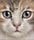 Warrior Cats Role-Play
