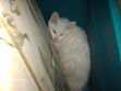 Thanks for help me name him Bianco =)