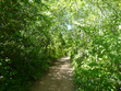The real "Lover's Lane" at Green Gables in Cavendish, PEI