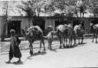 In 1971 in Herat, Afghanistan this was a main way of transporting supplies.